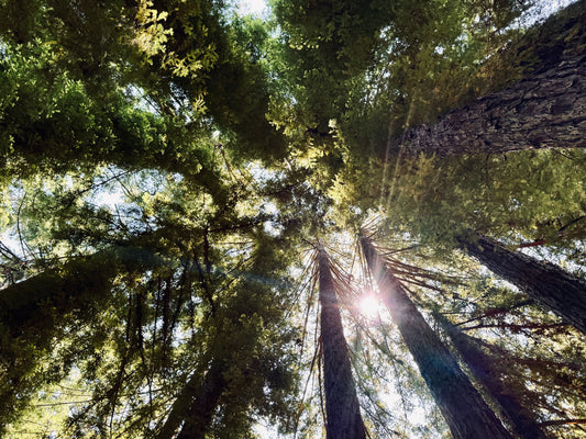 Mountain Yoga & Open Dialogue: Be Present, Meet Fresh Perspectives